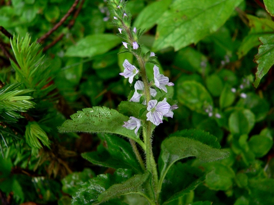{Veronica officinalis}